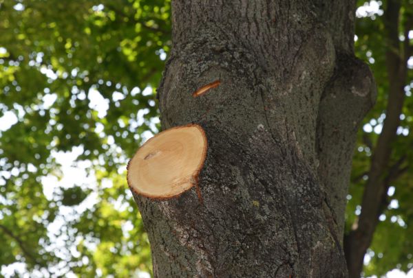 Limb Cutting in Hendersonville