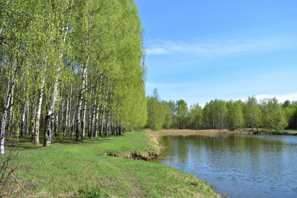 River Birch Pruning in Hendersonville