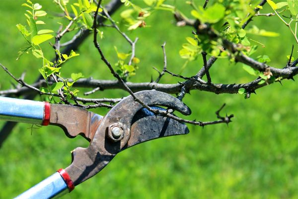 Branches Pruning in Hendersonville