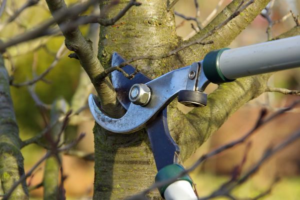 Tree Limb Trimming Service in Hendersonville