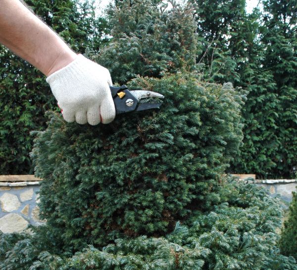 Ornamental Tree Trimming in Hendersonville