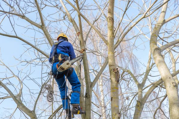 Large Tree Trimming in Hendersonville