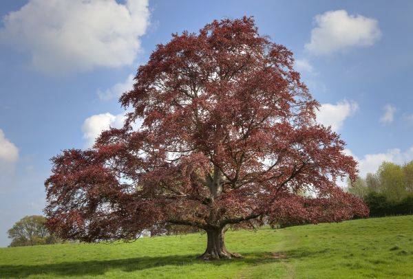 Beech Tree Pruning in Hendersonville