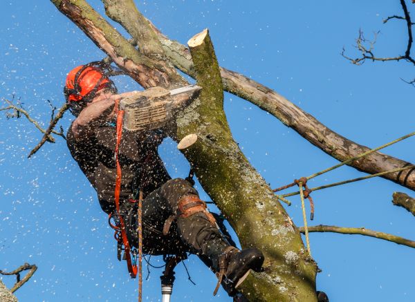 Tree Trimming Service in Hendersonville