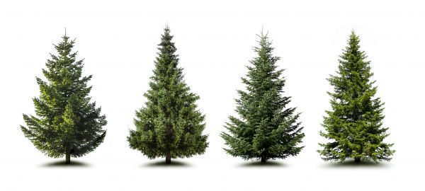 Cost of Pine Tree Trimming in Hendersonville