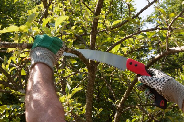 Apple Tree Trimming in Hendersonville
